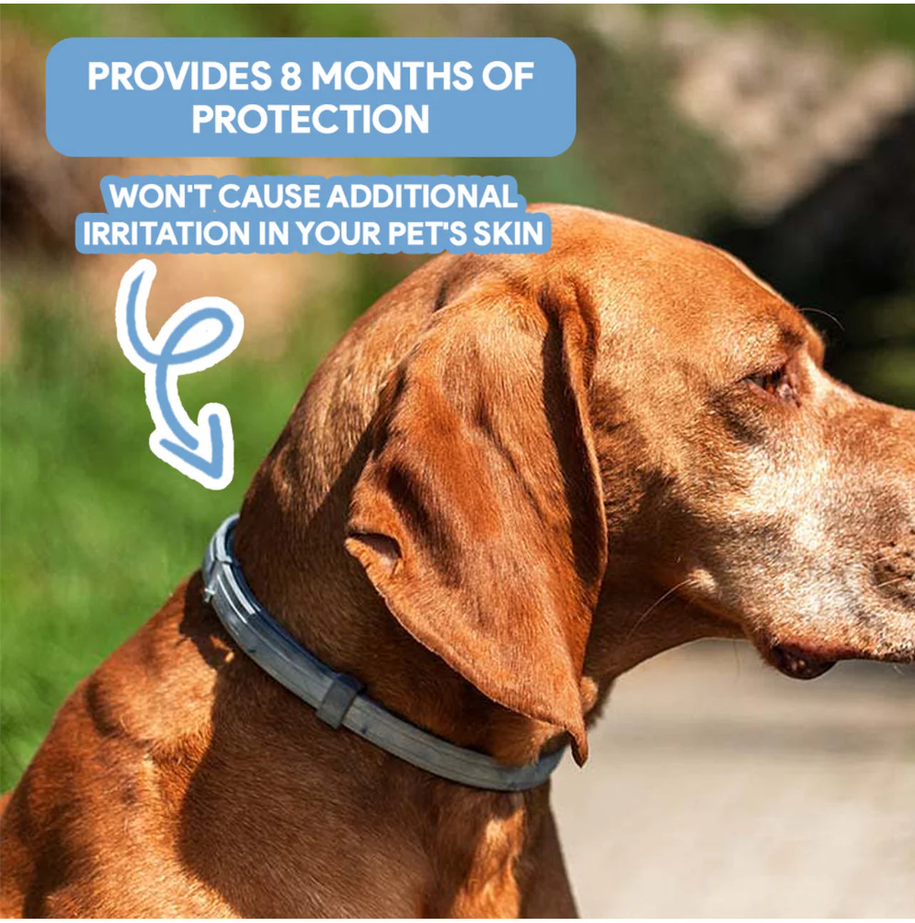Flea & Tick Defense Collar for Dogs & Cats